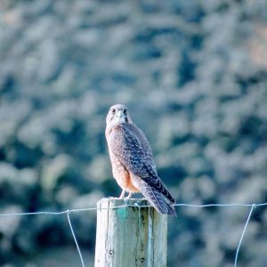 The Karearea - New Zealand's native falcon - on top of a deer post