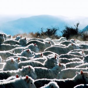 Mustering ewes off the Canterbury hill country