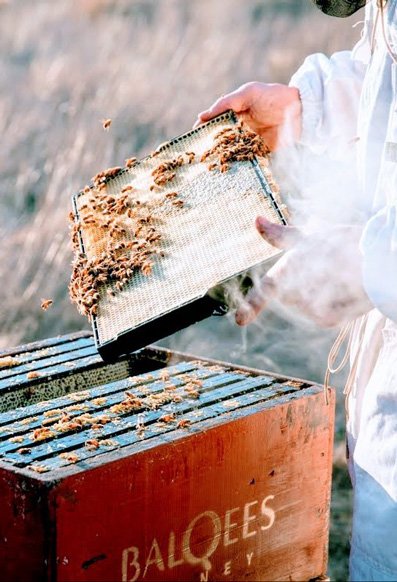Balqees manuka honey in the making by Tom