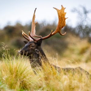 One of the resident Fallow Bucks on the station's game estate