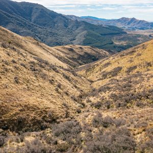 Caravan Gully - one of the prime hunting spots on the High Peak game estate