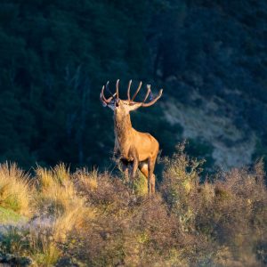 A High Peak red stag roaring at dawn, High Peak Station, hunting red stag