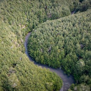 Selwyn Waikirikiri north branch winding it's way through Thirteen Mile Bush