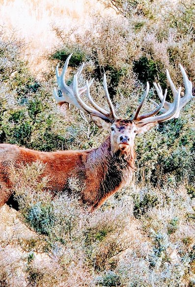 The best deer hunting in New Zealand