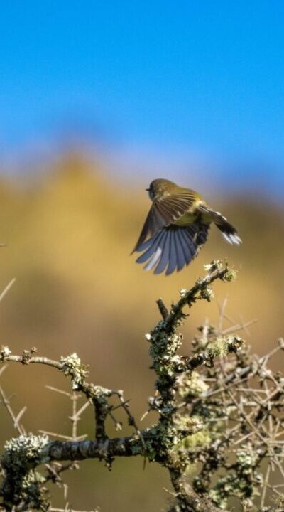 A New Zealand native Grey Warbler takes flight out the back on High Peak.