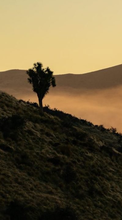 A native New Zealand Cabbage Tree