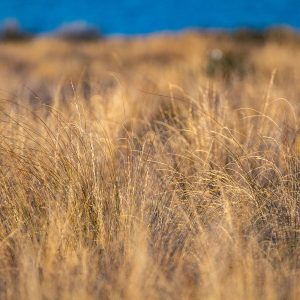Red tussock - one of the special native grasses on High Peak